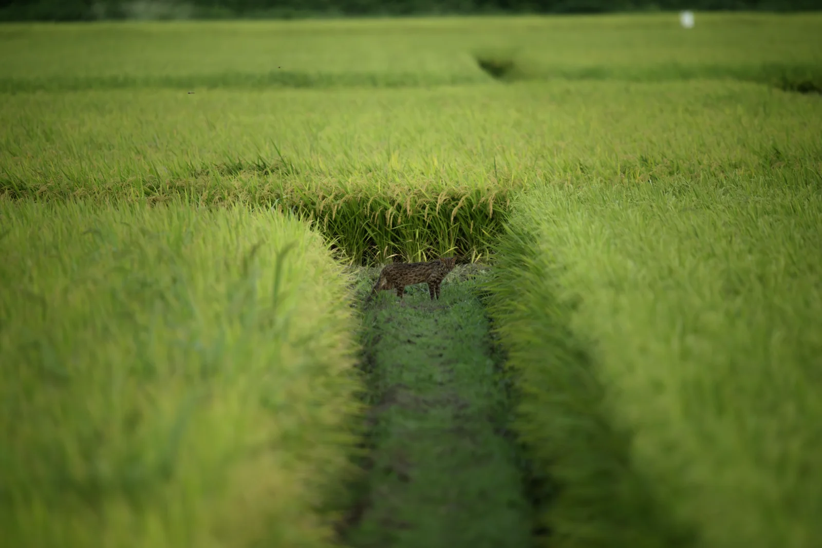 対馬のヤマネコに関する現場の風景